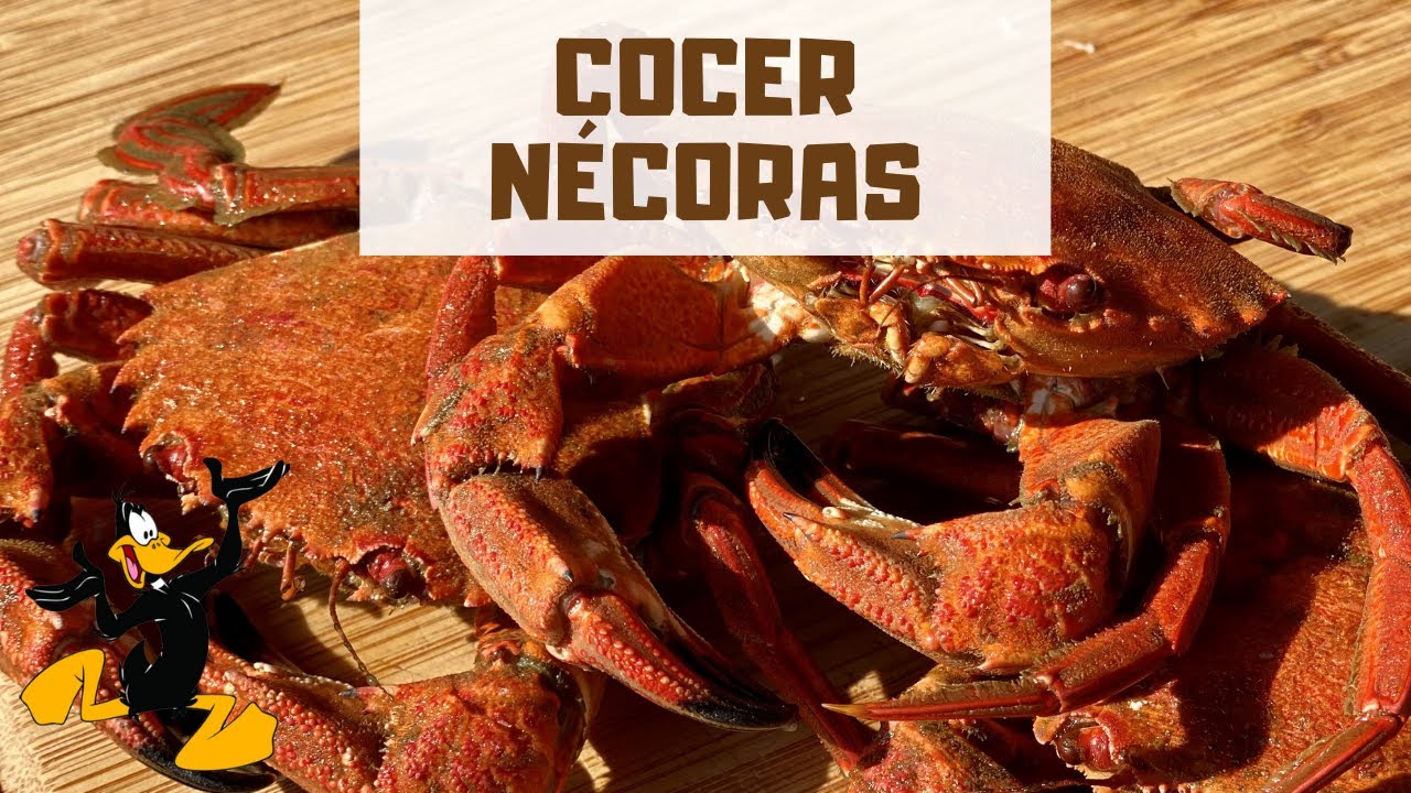 3 TRUCOS para Cocer Nécoras 🤤 ¡TIEMPO DE COCCIÓN!