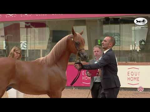 N 175 JAZZ D   Belgian Nationals In Hand classes   Yearling Colts Class 7