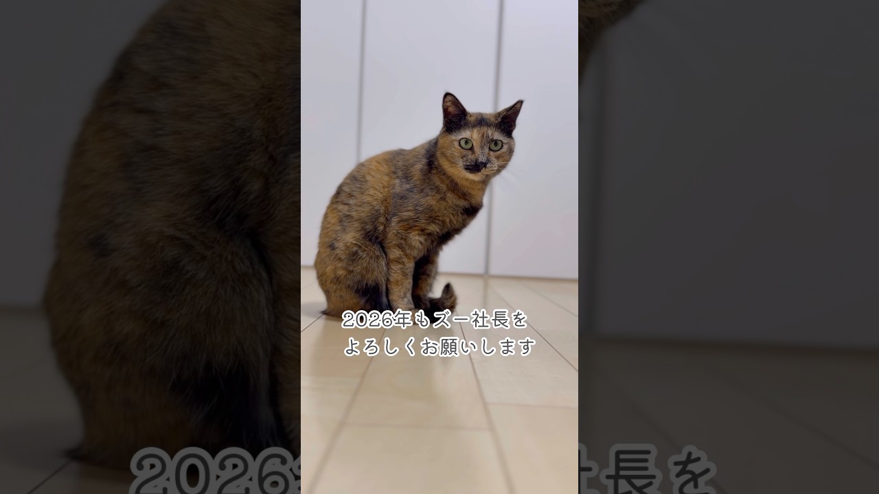 サブチャンネルも気まぐれで投稿しますので2026年もよろしくお願い申し上げます。 #shorts