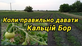 Кальцій, Бор. Листове живлення томата.