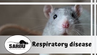 Respiratory Disease in Pet Rats