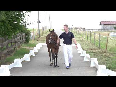 SCUBYDOO 4j. brauner Wallach v. Spencer - Golden Dancer