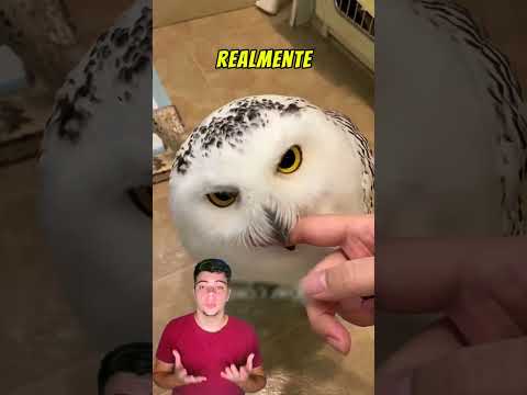 Do you know how an owl sees humans? #owl #birds #humans