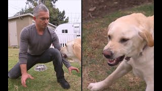 [問卦] 狗會護食，究竟該怎麼教？