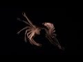 Mt. Wolf - Midnight Shallows (Official Music Video)