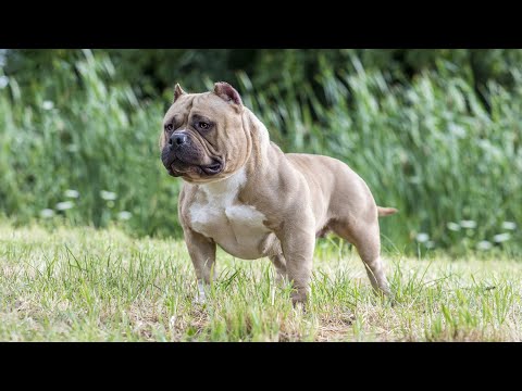 Understanding the Exercise Requirements of Different American Bully Sizes
