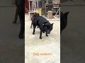Dog Newborn Dog Dogfunny Dogvideo Dogbaby