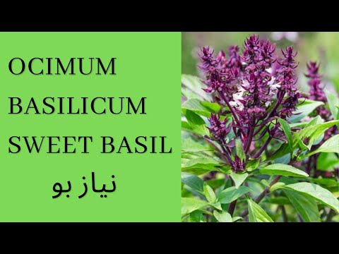 OCIMUM BASILICUM| SWEET BASIL|  NAYAZBO #batool #plants #sbl  #Basil #gardening #beautiful #nature