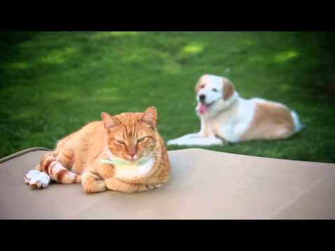 The Love of Our Pets ✿ Pet Therapy Connection Guided Meditation