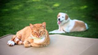 The Love of Our Pets ✿ Pet Therapy Connection Guided Meditation