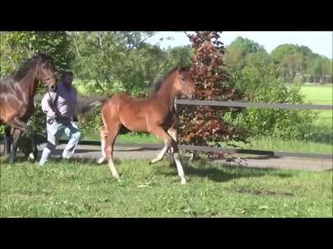 Stutfohlen von Stakkato Gold - Cordeur