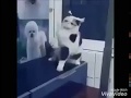 Funny Cat Dancing On Song Whatsapp Status Video