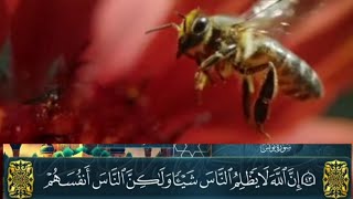 ان الله لا يظلم الناس شيئا ولكن الناس انفسهم يظلمون )الشيخ /عبدالله كامل