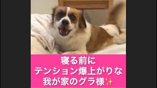 寝る前にテンション大爆発な我が家の愛犬グラ様🐹💕【2人と24ワンのバリ島暮らし】#保護犬 #多頭飼い #雑種犬 #バリ