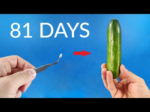 Seed To CUCUMBER Time Lapse