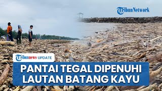 Penampakan Lautan Kayu Gelondongan Penuhi Pantai Larangan Tegal Imbas Banjir Bandang Kawasan Guci