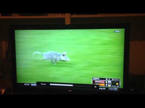 LSU vs Razorbacks vs Possum