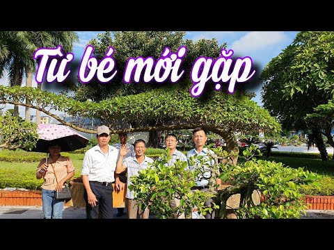 SH.6439. Từ bé tới giờ mới gặp cây Sung như thế này.