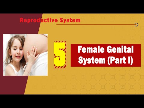 𝟎𝟓. 𝐅𝐞𝐦𝐚𝐥𝐞 𝐠𝐞𝐧𝐢𝐭𝐚𝐥 𝐬𝐲𝐬𝐭𝐞𝐦 (𝐏𝐚𝐫𝐭 𝐈) & 🚺♀️ (1️⃣الجهاز التناسلي الأنثوي)