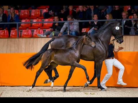 Aftermovie Veulenveiling Prinsjesdag