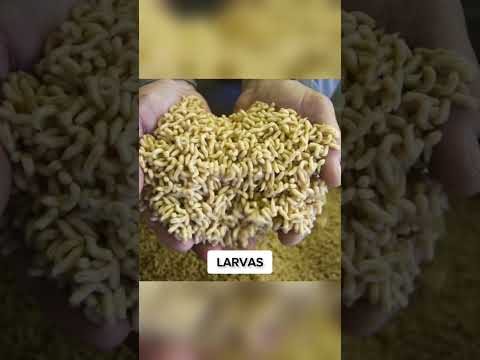 COMO AS COISAS SÃO NO MICROSCÓPIO!! #shorts #curiosidades