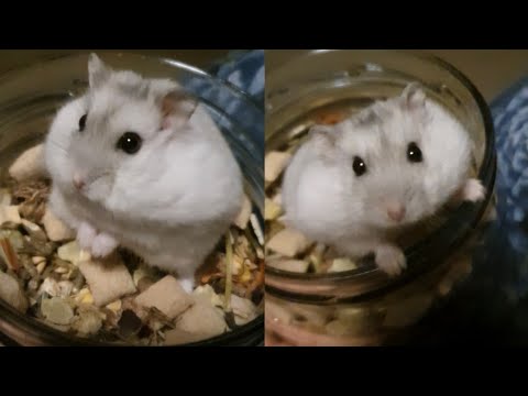 Hamster chooses his seeds from the jar #shorts