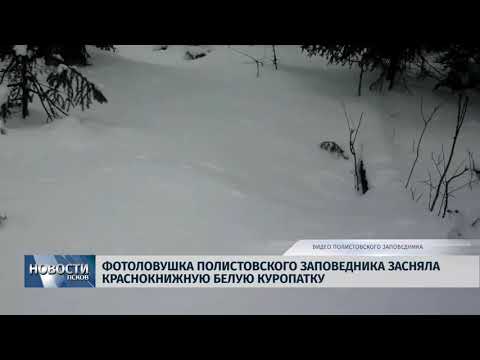 30.01.2019 / Фотоловушка Полистовского заповедника засняла краснокнижную куропатку