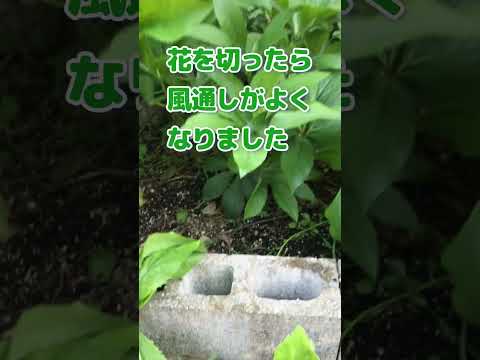 クリスマスローズを再び咲かせるにはどうすればいいですか？私たちのシンプルなアドバイス！  庭園