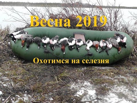 Охота на утку весна 2019. Весений селезень.