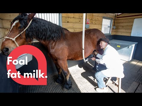 YouTube video about: Where to buy horse milk in usa?
