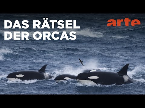 Gefürchtete Meeresräuber | Tiere im Sturm | ARTE Fernweh