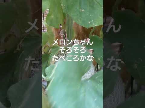 メロンが熟した時期を知る方法