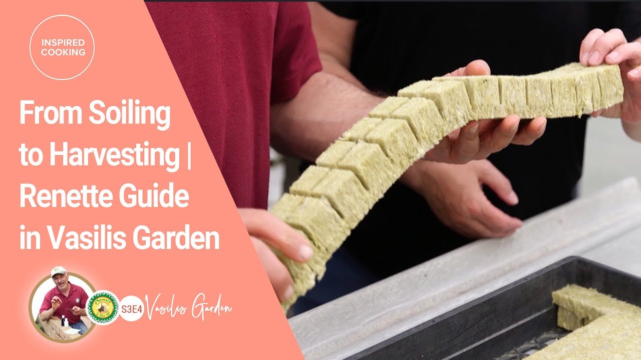 From Soiling to Harvesting | Renette Guide in Vasilis Garden S3 E4