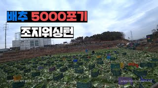 Bee수기 다가온 양봉유튜버의 배추 5000포기(7톤) 하루에 조지워싱턴.
