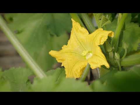 Gourmet Herbs - Zucchini Flowers