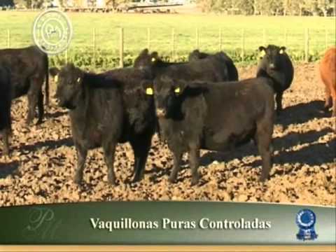 Vaquillonas Puras Controladas