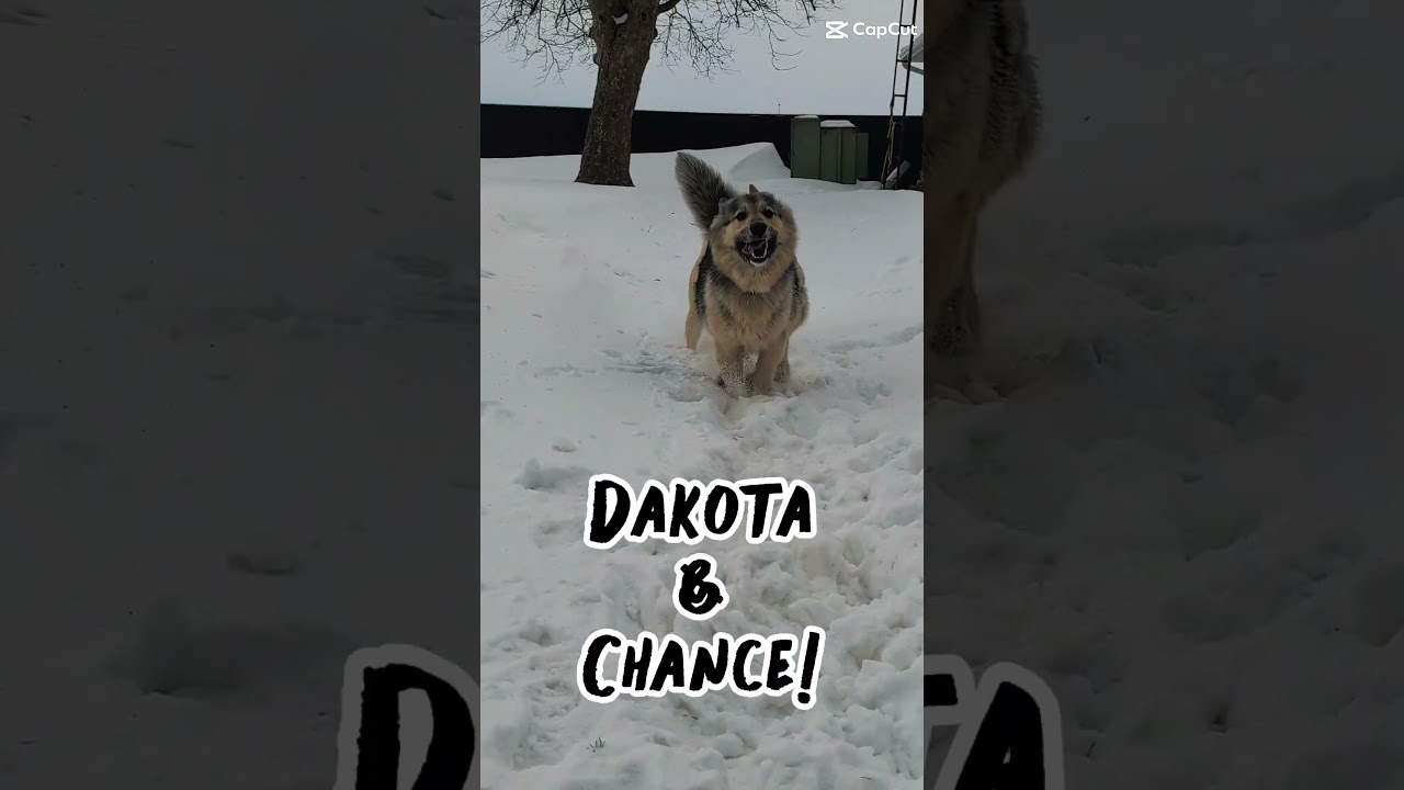 Dakota , a Adoptable mixed breed in Archbold , OH video 2/5