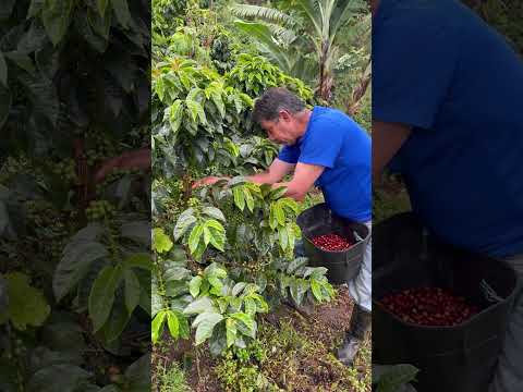 Contribuir a la conservación de áreas estratégicas y a la conectividad ecológica del bosque.