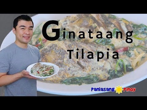 Ginataang tilapia recipe (hove yePhilippines mucoconut sauce dish)