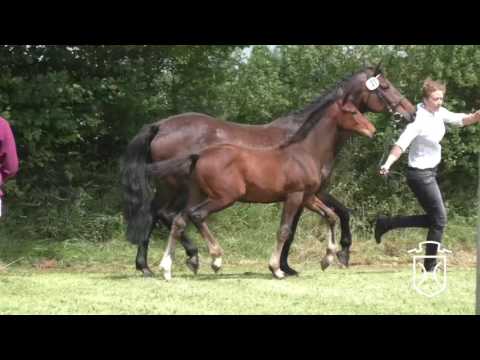 SL027 Hengstfohlen von Adagio de Talma - Cor de la Bryère - Leuthen I