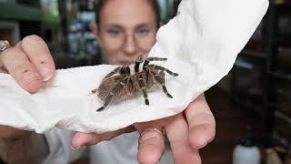 I Got Overwhelmed! - SPECIAL UNBOXING, vet visits and NEW FROG REVEAL