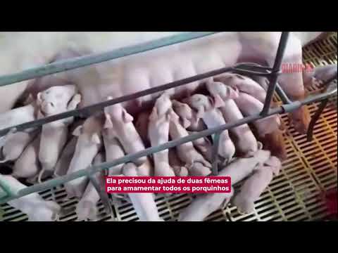 Porca dá à luz 41 filhotes em Santa Catarina