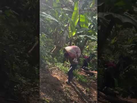 Cosecha de café desde las montañas frías de la unión zacapa