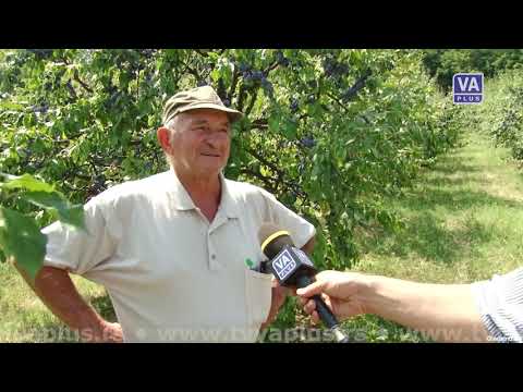 Plodovi 244 (18-08-2019)