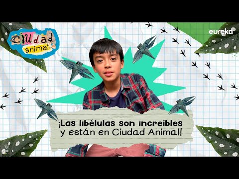 Conoce a Samuel y su animal favorito: la libélula