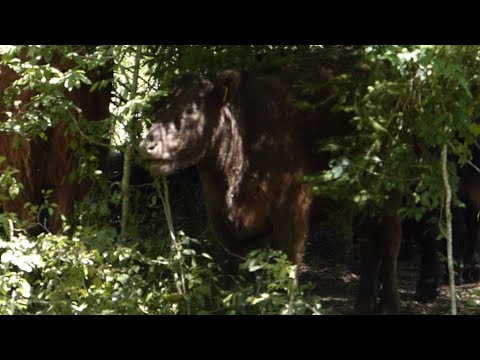 Förster Klaus - Waldgruß #40 - Waldweide im Schönbuch