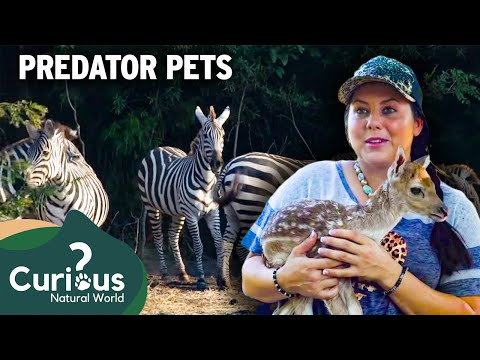 Crazy Zebra Lady - Zebras R US | Predator Pets | Curious?: Natural World