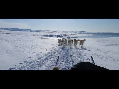 Paseo en trineo tirados por perros esquimales en el Glaciar Mendenhall