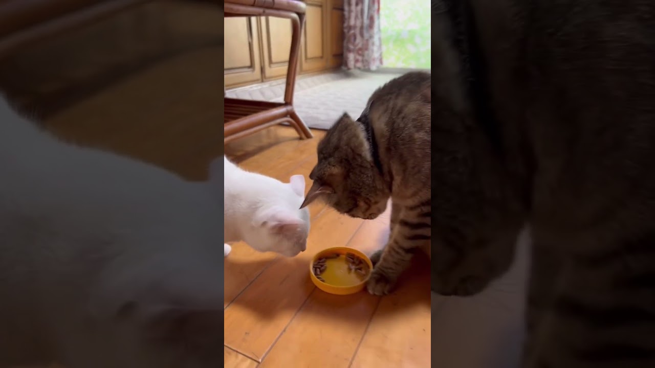 ご飯を何度も横取りする猫#shorts #猫