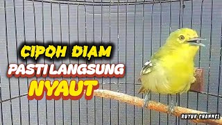 Download lagu Burung Sirtu Cipoh Gacor Pancingan Paling Jitu Cipoh Diam dijamin pasti langsung nyaut‼️✅️ mp3